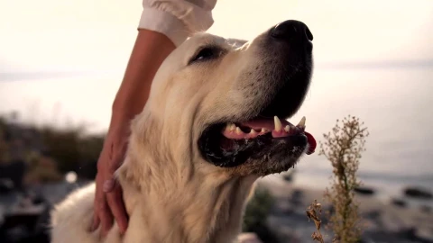 Stock Video Labrador Enjoying A Head Scratch Animated Wallpaper - Free Live Wallpaper