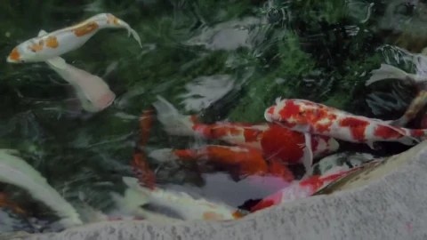 Stock Video Koi In Clear Pond Water Animated Wallpaper - Free Live Wallpaper