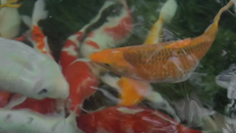 Stock Video Koi In A Fishing Pond Animated Wallpaper - Free Live Wallpaper