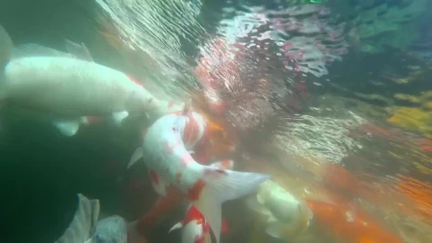 Stock Video Koi Fish Swimming In The Pond Animated Wallpaper - Free Live Wallpaper