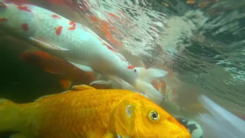 Stock Video Koi Fish Swimming Animated Wallpaper - Free Live Wallpaper