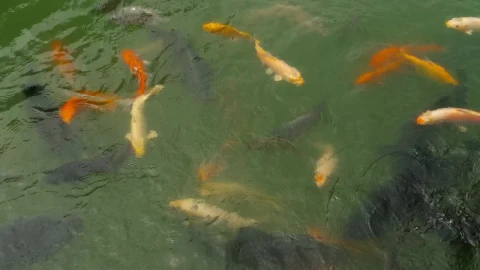 Stock Video Koi Fish And Silver Carp In The Pond Animated Wallpaper - Free Live Wallpaper