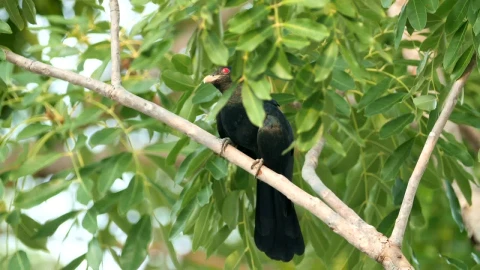 Stock Video Koel Hiding Behind Leaves Animated Wallpaper - Free Live Wallpaper