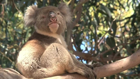 Stock Video Koala Scratching And Yawning In A Tree Animated Wallpaper - Free Live Wallpaper
