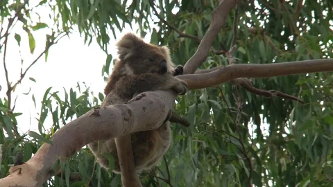 Stock Video Koala Hanging On A Tree Branch Animated Wallpaper - Free Live Wallpaper