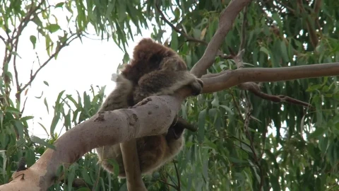 Stock Video Koala Hanging In A Tree Animated Wallpaper - Free Live Wallpaper