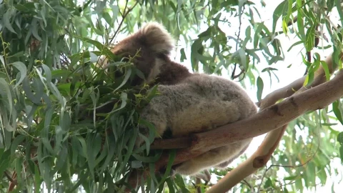 Stock Video Koala Eating Eucalyptus Leaves On A Tree Animated Wallpaper - Free Live Wallpaper