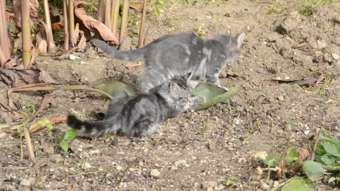 Stock Video Kittens Playing With A Leaf Animated Wallpaper - Free Live Wallpaper