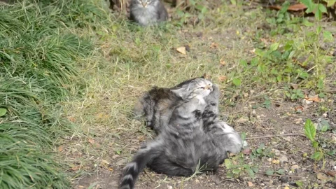 Stock Video Kittens Playing In The Garden Animated Wallpaper - Free Live Wallpaper