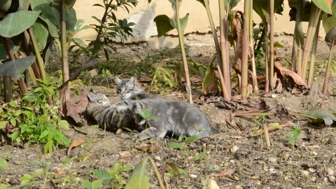 Stock Video Kittens Playing In A Garden Animated Wallpaper - Free Live Wallpaper