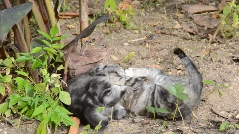 Stock Video Kittens Play Fighting Animated Wallpaper - Free Live Wallpaper