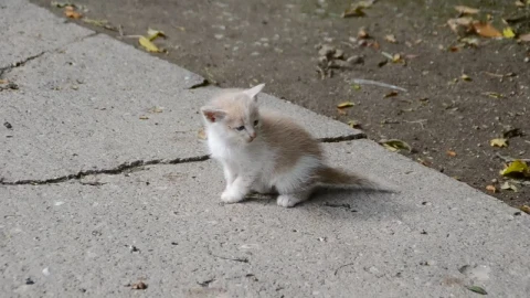 Stock Video Kitten Walking Alone Animated Wallpaper - Free Live Wallpaper