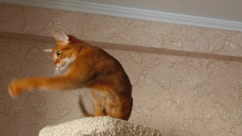 Stock Video Kitten Playing With Ball Animated Wallpaper - Free Live Wallpaper