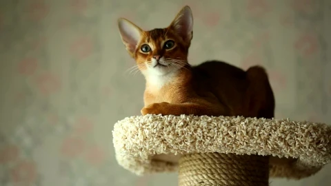 Stock Video Kitten Resting At Home Animated Wallpaper - Free Live Wallpaper