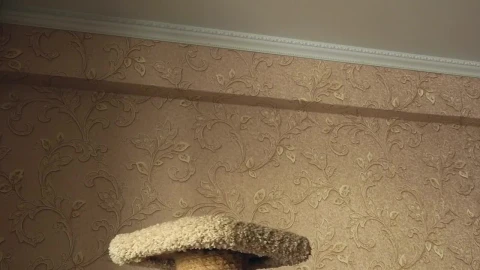 Stock Video Kitten Playing With A Ball At Home Animated Wallpaper - Free Live Wallpaper