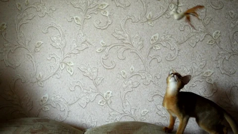 Stock Video Kitten Playing In The Couch Animated Wallpaper - Free Live Wallpaper