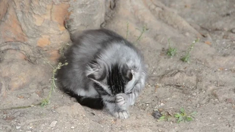 Stock Video Kitten Outside Cleaning Animated Wallpaper - Free Live Wallpaper