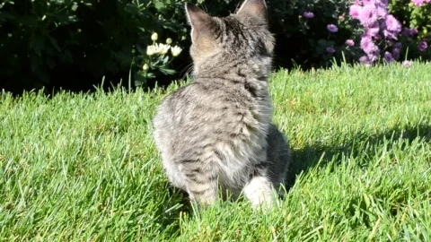 Stock Video Kitten Looking Around Animated Wallpaper - Free Live Wallpaper