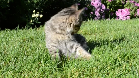 Stock Video Kitten Laying In A Garden Animated Wallpaper - Free Live Wallpaper