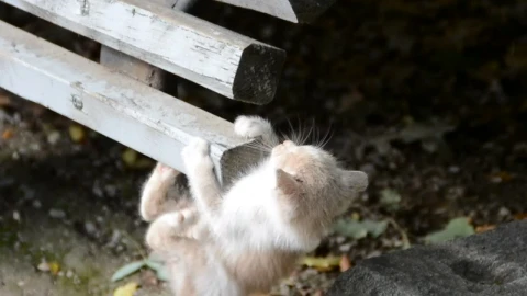 Stock Video Kitten Hiding Outside Animated Wallpaper - Free Live Wallpaper