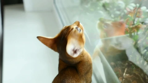 Stock Video Kitten By The Window Animated Wallpaper - Free Live Wallpaper