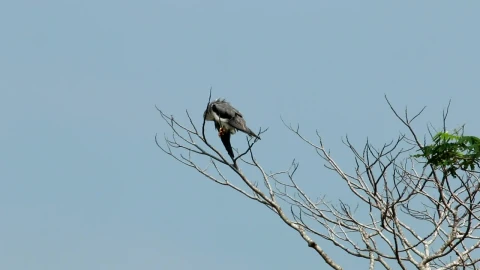 Stock Video Kite High Up In A Tree Animated Wallpaper - Free Live Wallpaper