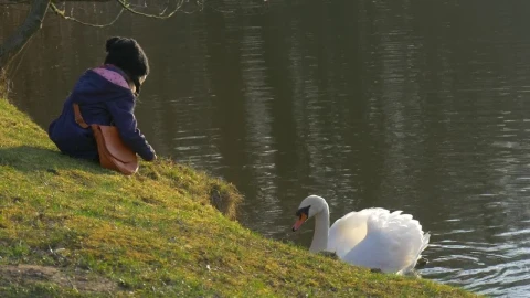 Stock Video Kid Feeding A White Swan In The Lake Animated Wallpaper - Free Live Wallpaper
