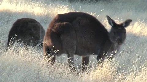 Stock Video Kangaroo Looking Up While Eating Grass In Australia Animated Wallpaper - Free Live Wallpaper