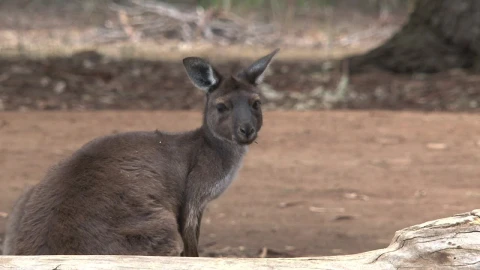 Stock Video Kangaroo Looking Around Animated Wallpaper - Free Live Wallpaper
