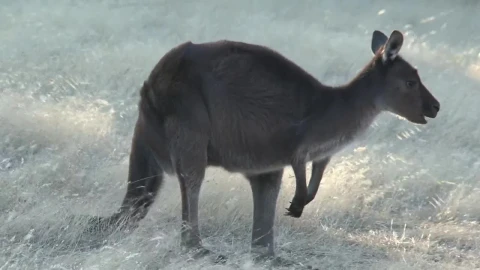 Stock Video Kangaroo Jumping Animated Wallpaper - Free Live Wallpaper