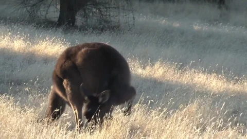 Stock Video Kangaroo Eating Grass Animated Wallpaper - Free Live Wallpaper