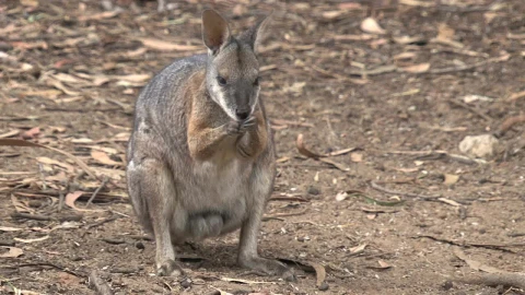 Stock Video Kangaroo Cleaning Its Nose Animated Wallpaper - Free Live Wallpaper