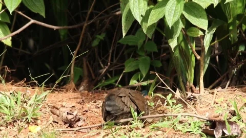 Stock Video Junglefowl With Chicks Animated Wallpaper - Free Live Wallpaper