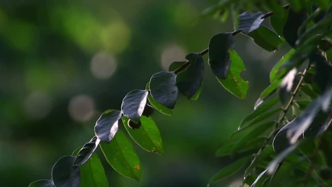 Stock Video Jungle Trees Closeup Animated Wallpaper - Free Live Wallpaper