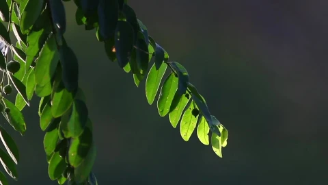 Stock Video Jungle Plants In The Sun Animated Wallpaper - Free Live Wallpaper