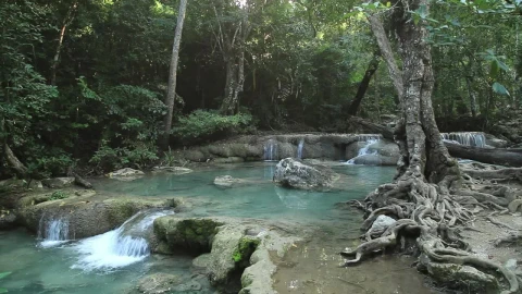 Stock Video Jungle River And Small Waterfalls Animated Wallpaper - Free Live Wallpaper