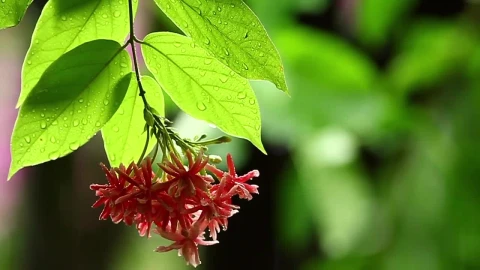 Stock Video Jungle Plants After The Rainfall Animated Wallpaper - Free Live Wallpaper