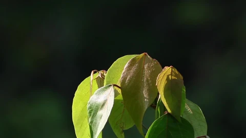 Stock Video Jungle Leaves In The Breeze Animated Wallpaper - Free Live Wallpaper