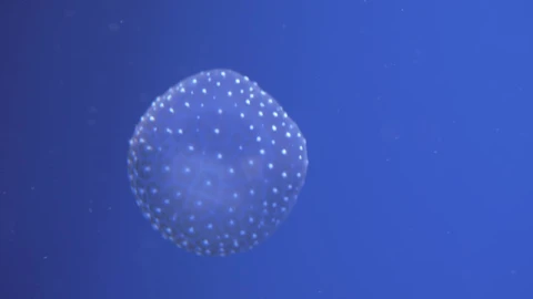 Stock Video Jellyfish With Spots Animated Wallpaper - Free Live Wallpaper