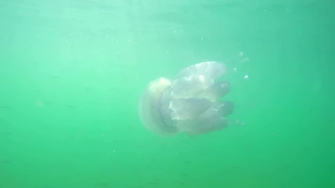 Stock Video Jellyfish Swimming In The Ocean Animated Wallpaper - Free Live Wallpaper