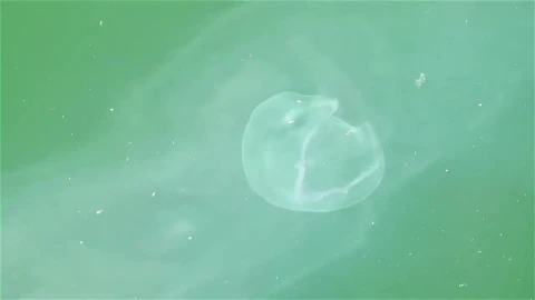 Stock Video Jellyfish Swimming In Green Water Animated Wallpaper - Free Live Wallpaper