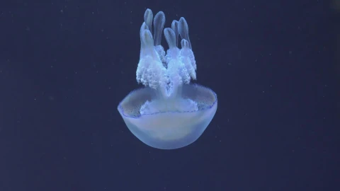Stock Video Jellyfish Swimming Down Animated Wallpaper - Free Live Wallpaper