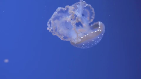 Stock Video Jellyfish Swimming Away Animated Wallpaper - Free Live Wallpaper