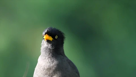 Stock Video Javan Myna Looking Around Animated Wallpaper - Free Live Wallpaper