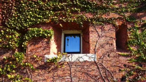 Stock Video Ivy Growing Over A House Animated Wallpaper - Free Live Wallpaper