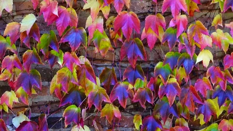 Stock Video Ivy Against A Brick Wall Animated Wallpaper - Free Live Wallpaper