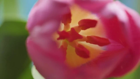 Stock Video Inside Of A Tulip Macro Close Up Animated Wallpaper - Free Live Wallpaper