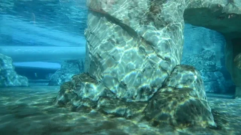 Stock Video Inside A Zoo Water Environment Animated Wallpaper - Free Live Wallpaper