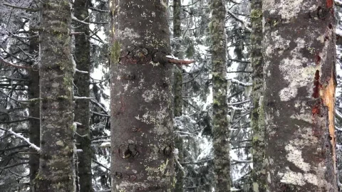 Stock Video Inside A Snowy Forest Animated Wallpaper - Free Live Wallpaper