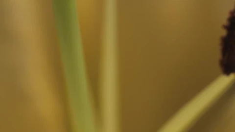 Stock Video Inside A Lily Animated Wallpaper - Free Live Wallpaper